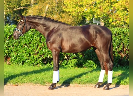 Hanoverian, Stallion, 3 years, 16,2 hh, Black