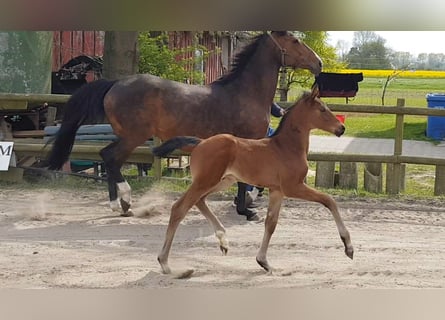 Hanoverian, Stallion, 3 years, 16,2 hh, Brown