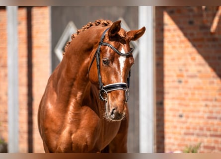 Hanoverian, Stallion, 3 years, 16.2 hh, Chestnut-Red