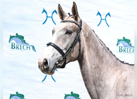 Hanoverian, Stallion, 3 years, 16.3 hh, Grey