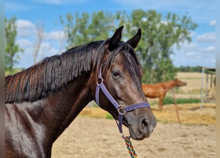 Hanoverian, Stallion, 3 years, 16 hh, Black