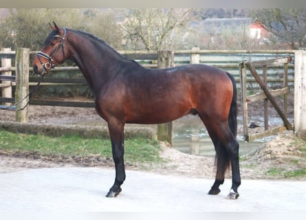 Hanoverian, Stallion, 3 years, 16 hh, Brown