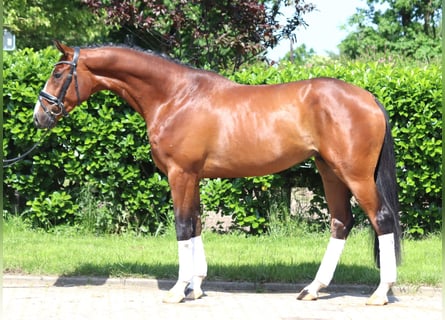 Hanoverian, Stallion, 3 years, 16 hh, Brown