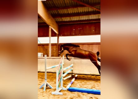 Hanoverian, Stallion, 3 years, 16 hh, Brown