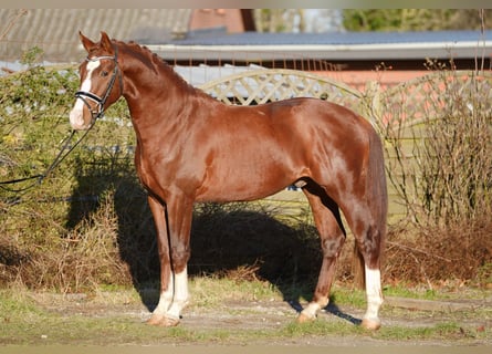 Hanoverian, Stallion, 3 years, 16 hh, Chestnut