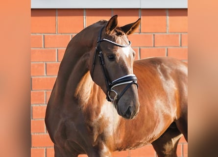 Hanoverian, Stallion, 3 years, 16 hh, Chestnut-Red