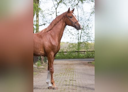 Hanoverian, Stallion, 3 years, 16 hh, Chestnut-Red