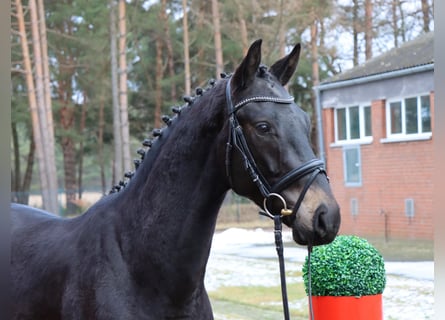 Hanoverian, Stallion, 3 years, 16,1 hh, Black