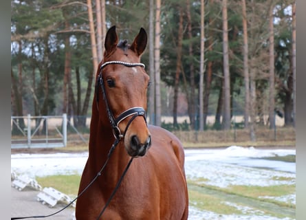 Hanoverian, Stallion, 3 years, 16,1 hh, Brown