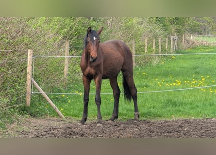 Hanoverian, Stallion, 3 years, 16,1 hh, Brown
