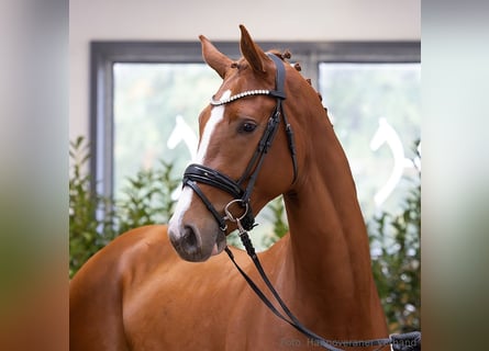 Hanoverian, Stallion, 3 years, 16,1 hh, Chestnut-Red