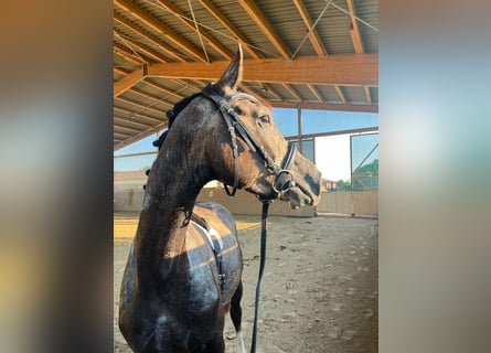 Hanoverian, Stallion, 3 years, 16,1 hh, Gray-Dapple