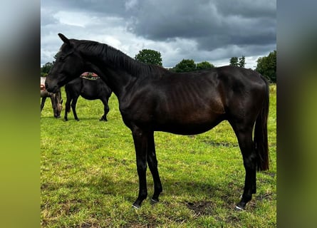 Hanoverian, Stallion, 3 years, 16,1 hh, Smoky-Black