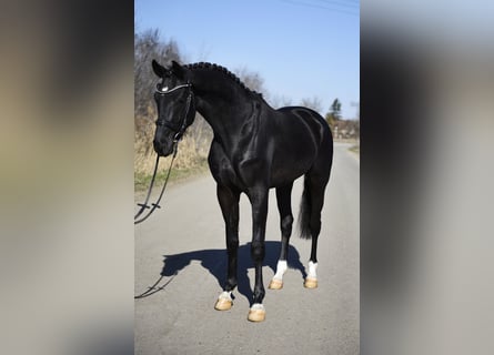 Hanoverian, Stallion, 3 years, 16,2 hh, Black