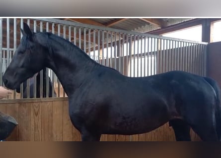 Hanoverian, Stallion, 3 years, 16,2 hh, Black