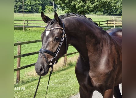 Hanoverian, Stallion, 3 years, 16,2 hh, Black