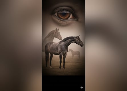 Hanoverian, Stallion, 3 years, 17 hh, Grey