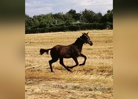 Hanoverian, Stallion, 3 years, Smoky-Black