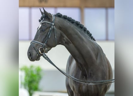 Hanoverian, Stallion, 4 years, 16.1 hh, Black