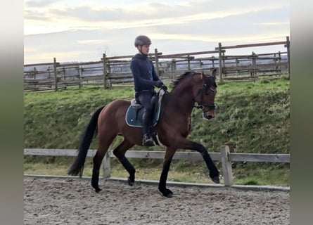 Hanoverian, Stallion, 4 years, 16,1 hh, Brown