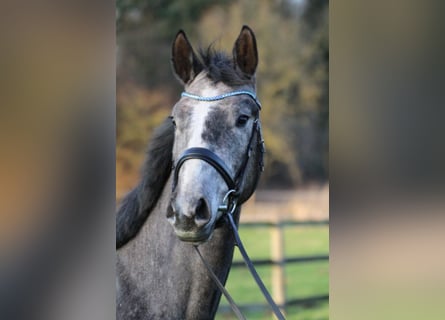 Hanoverian, Stallion, 4 years, 16.1 hh, Grey