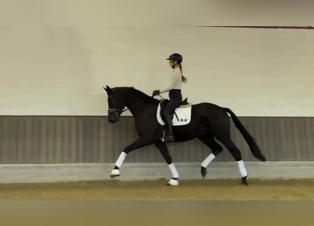 Hanoverian, Stallion, 4 years, 16.1 hh, Smoky-Black