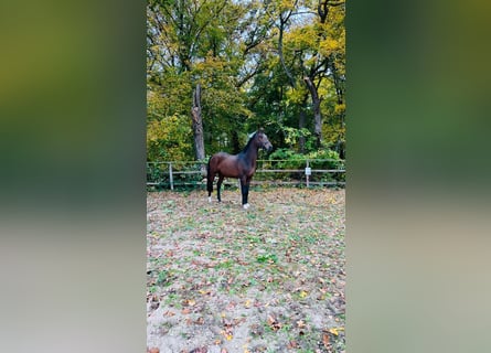 Hannoveraner, Hengst, 4 Jahre, 16,2 hh, Dunkelbrauner