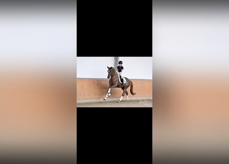 Hanoverian, Stallion, 4 years, 16.2 hh, Chestnut