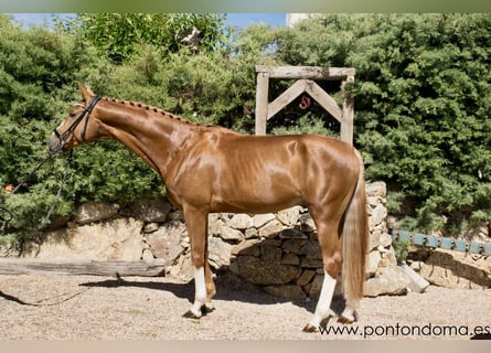 Hanoverian, Stallion, 4 years, 16,2 hh, Chestnut-Red