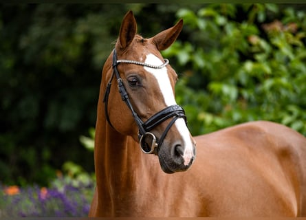 Hanoverian, Stallion, 4 years, 16 hh, Chestnut-Red