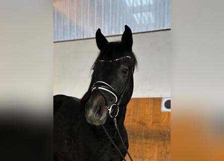 Hanoverian, Stallion, 4 years, 16 hh, Gray