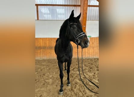 Hanoverian, Stallion, 4 years, 16 hh, Gray