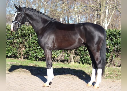 Hanoverian, Stallion, 4 years, 16,2 hh, Black