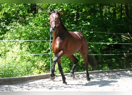 Hanoverian, Stallion, 4 years, 17 hh, Brown