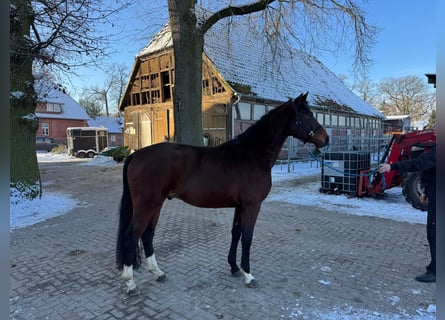 Hanoverian, Stallion, 4 years, Brown