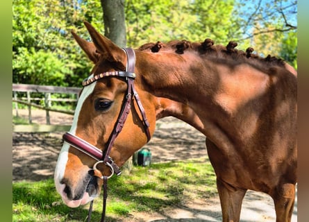 Hanoverian, Stallion, 4 years, Chestnut-Red