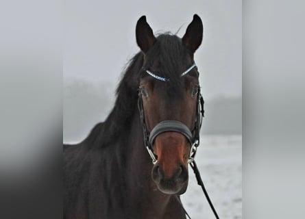Hanoverian, Stallion, 5 years, 15,3 hh, Bay-Dark