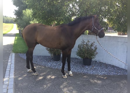 Hanoverian, Stallion, 5 years, 16,1 hh, Brown