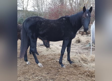 Hanoverian, Stallion, 5 years, 16,2 hh, Black