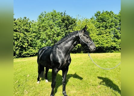 Hanoverian, Stallion, 5 years, 16 hh, Black