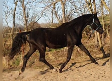 Hanoverian, Stallion, 5 years, 16,1 hh, Black