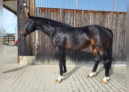 Hanoverian, Stallion, 6 years, Bay-Dark