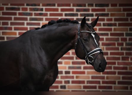 Hanoverian, Stallion, 7 years, 16,2 hh, Brown