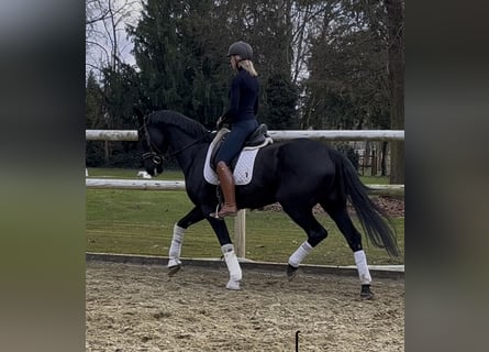 Hanoverian, Stallion, 9 years, 16,2 hh, Black