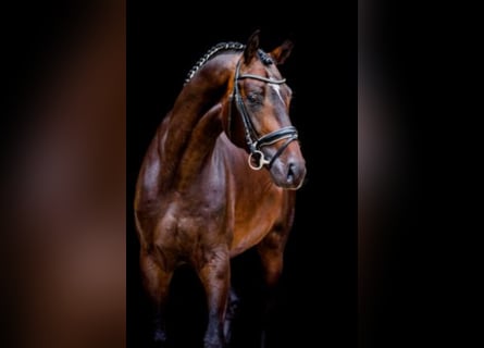 Hanoverian, Stallion, 7 years, 17.2 hh, Bay-Dark
