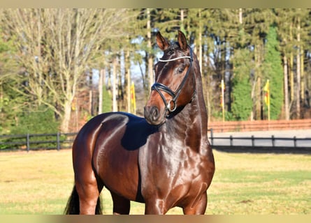 Hanoverian, Stallion, 6 years, 16.2 hh, Bay-Dark