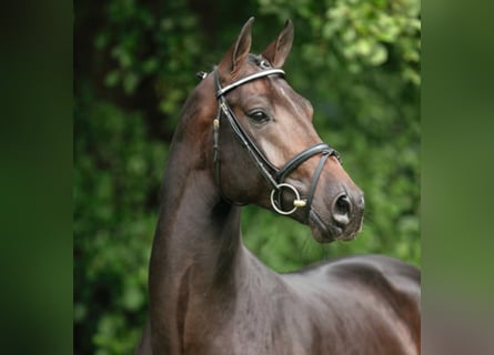 Hanoverian, Stallion, 21 years, 16.2 hh, Bay-Dark