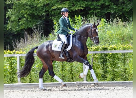 Hanoverian, Stallion, 5 years, 16,2 hh, Bay-Dark