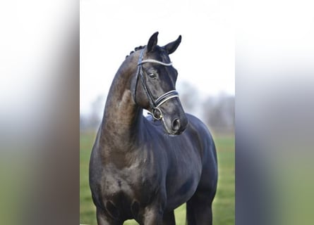 Hanoverian, Stallion, 23 years, 16.2 hh, Black
