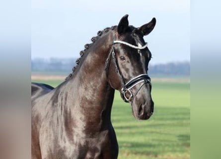 Hanoverian, Stallion, 6 years, 16.2 hh, Black